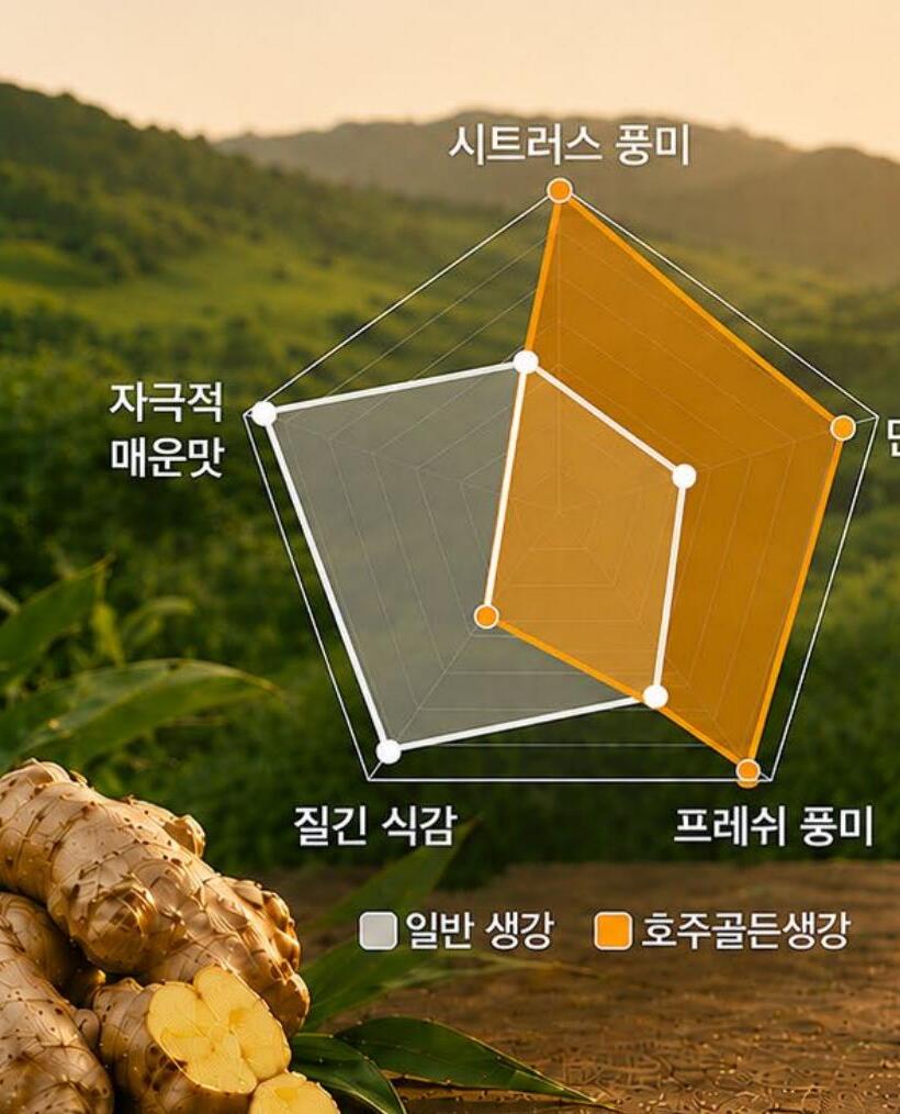 호주골든생강과 일반 생강의 풍미 비교 레이더 차트